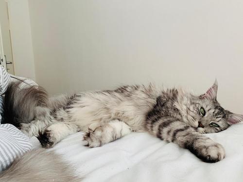 katzenbilder